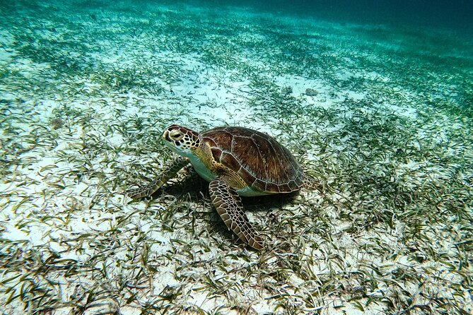 Turtle Snorkeling Tour in Tres Trapi, Aruba - Reef fish and other sea life