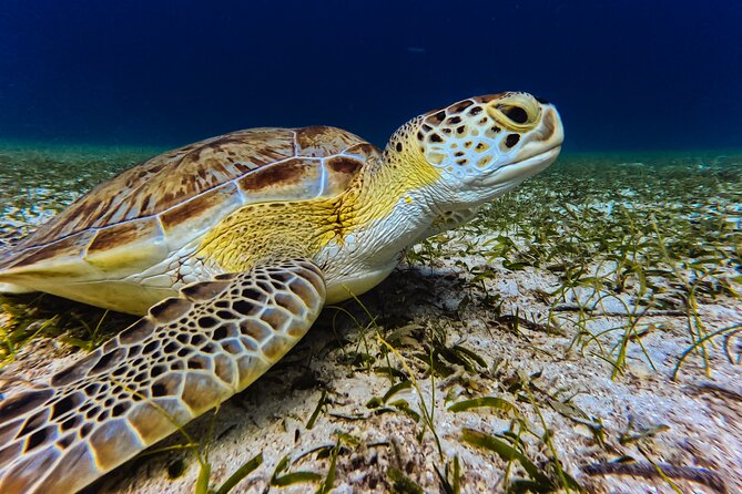 Turtle Snorkeling Tour in Tres Trapi, Aruba - Why the guide is worth the $125 price