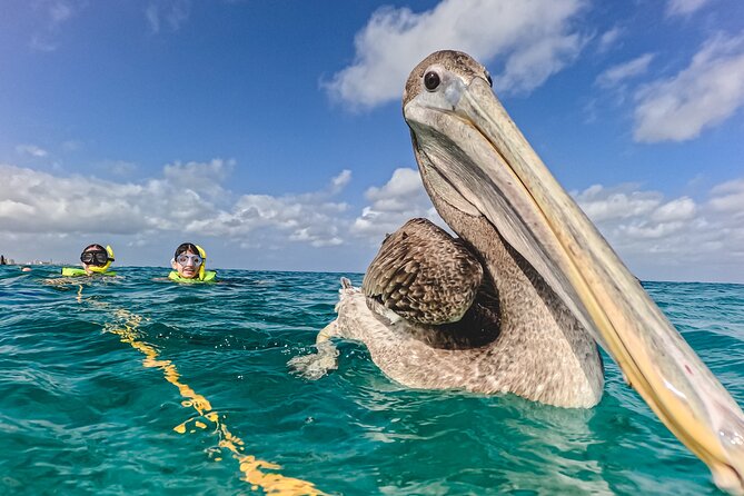 Turtle Snorkeling Tour in Tres Trapi, Aruba - Who will enjoy this most