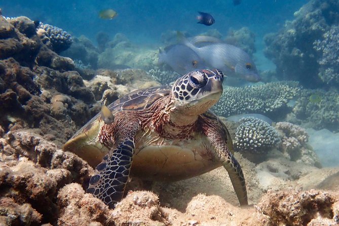 Turtle Tour - Ningaloo Reef Half Day Sea Kayak and Snorkel Tour - Why Bundegi Sanctuary Zone is the right setting