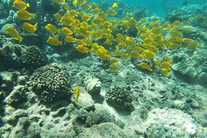 Two Reef Snorkel Trip-See Captain Cook Monument & Sea Caves - Two reefs, two very different swims