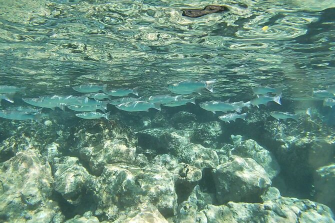 Two Reef Snorkel Trip-See Captain Cook Monument & Sea Caves - Meeting in Kailua-Kona at 8 a.m.