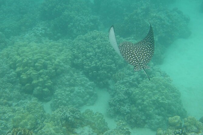 Two Stop Snorkel and Shipwreck from Dockyard - Water conditions are the main variable