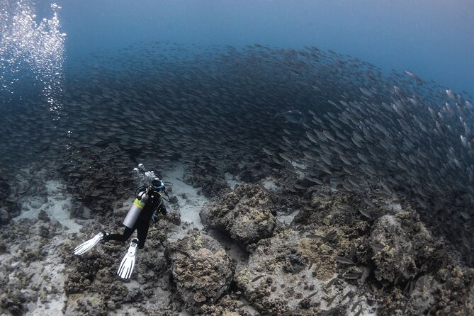 Two Tank Morning Reef Dive and Snorkel - The people guiding the morning