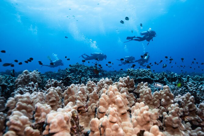 Two Tank Morning Reef Dive and Snorkel - Coffee, snacks, and the early start
