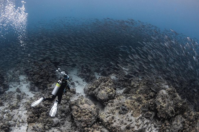 Two Tank Morning Reef Dive and Snorkel - Who will get the most from this morning