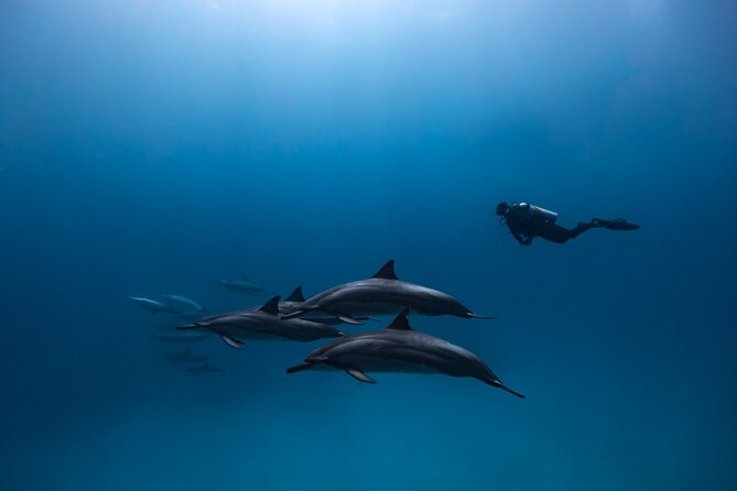 Two Tank Morning Reef Dive and Snorkel - Weather, cancellations, and timing your booking