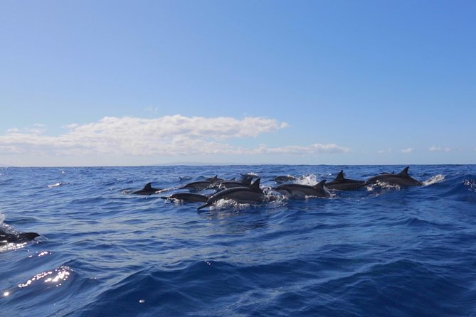 Ultimate 4 Hour Lanai Snorkel and Dolphin Encounter - A fast start from Lahaina at 9:00 a.m.