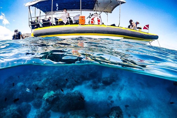 Ultimate 4 Hour Lanai Snorkel and Dolphin Encounter - Second stop: turtles, fish, and possible reef sharks