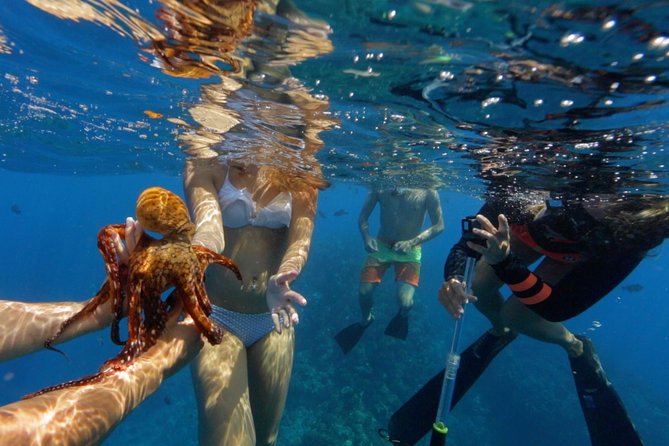 Ultimate 4 Hour Lanai Snorkel and Dolphin Encounter - Who should book this Lanai snorkel trip?