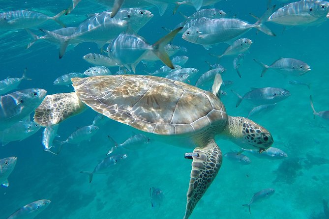 Ultimate Barbados Beach Day And Snorkel Cruise - Who will get the most from this trip