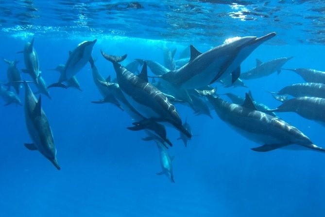 Ultimate Ocean Encounters Midday Snorkel - Two water stops, two chances to find clear water