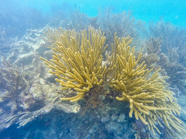 Viator Exclusive: Tulum Ruins, Reef Snorkeling, Cenote and Caves - Should you book the Tulum, reef, and cenote tour?