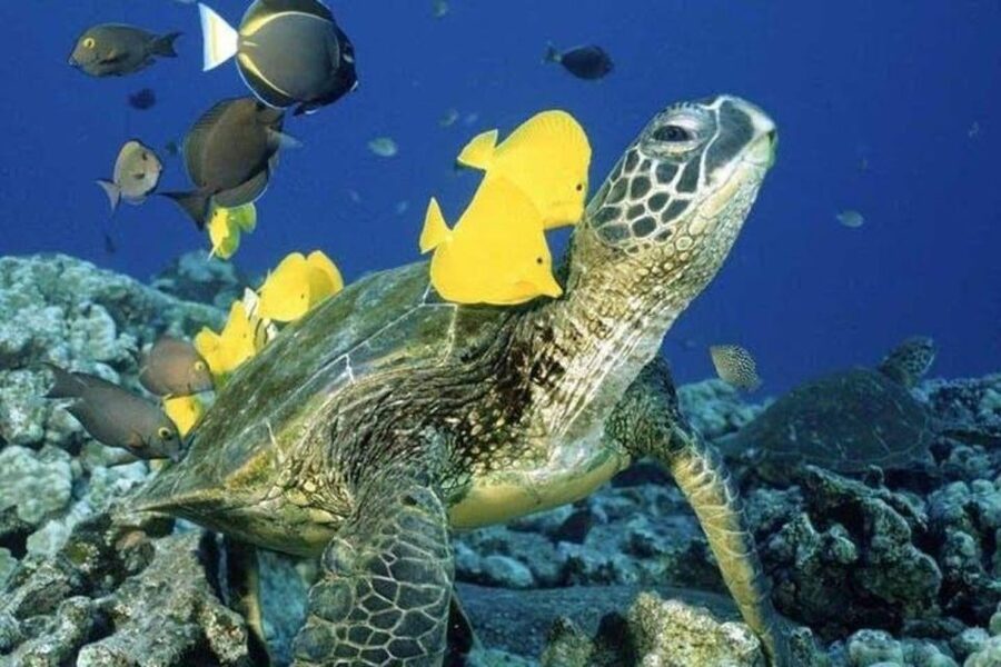 Waikiki Beach: Turtle Snorkeling and Sailing on Hāwea - Key things to know before booking