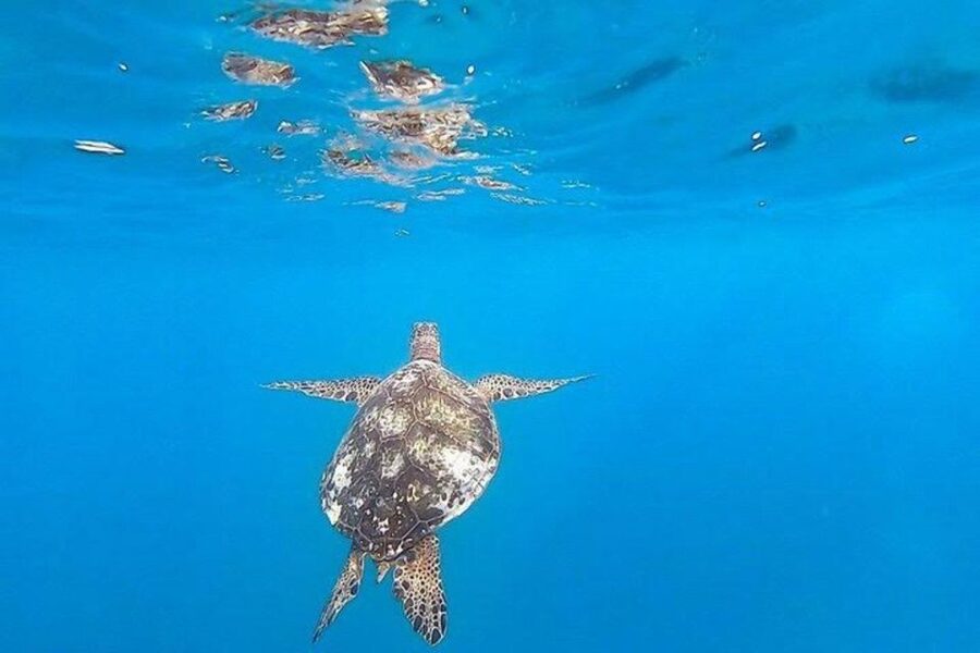 Waikiki Beach: Turtle Snorkeling and Sailing on Hāwea - Final decision: book it if you want turtles and a real sail