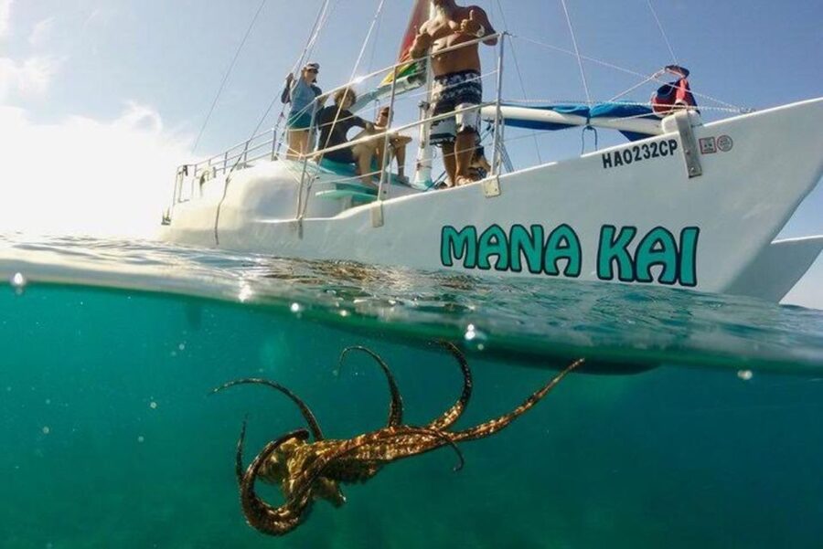 Waikiki Beach: Turtle Snorkeling and Sailing on Hāwea - How the crew shapes the experience