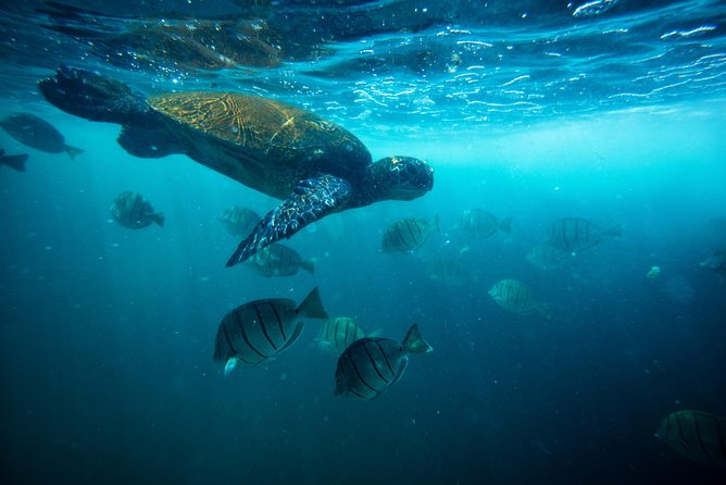 Waikiki Catamaran Snorkel Sail with Lunch: Turtles Guaranteed - Leaving Kewalo Basin aboard the Honu Lani