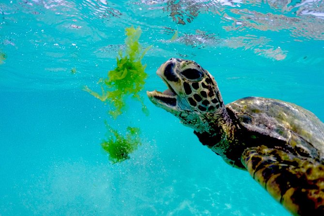 Waikiki Catamaran Snorkel Sail with Lunch: Turtles Guaranteed - What the crew adds to the experience