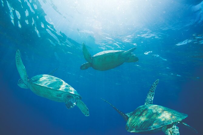 Waikiki Catamaran Snorkel Sail with Lunch: Turtles Guaranteed - Morning or midday: choosing the better departure