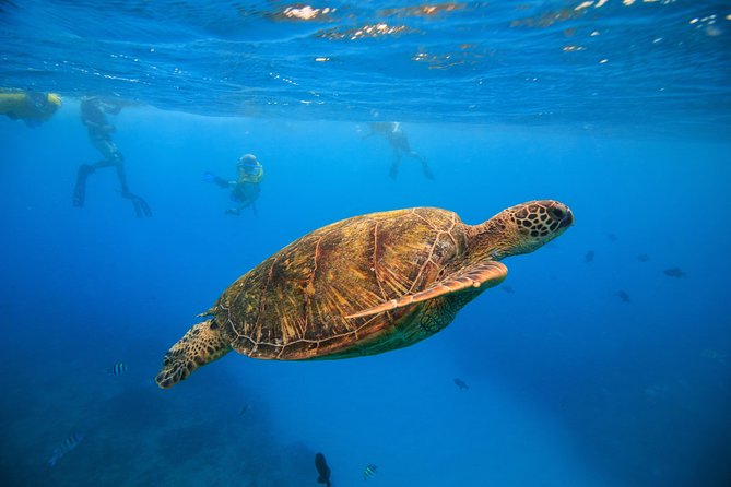 Waikiki, Hawaii: Turtle Canyon Snorkel Excursion - Quick takeaways for your Turtle Canyon outing