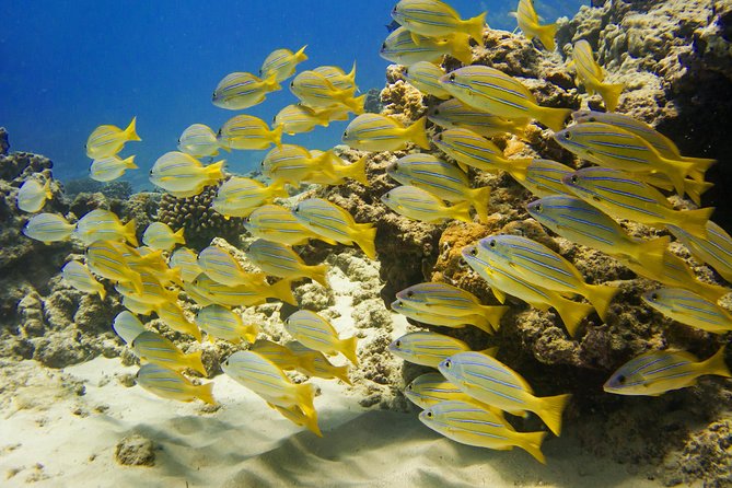 Waikiki, Hawaii: Turtle Canyon Snorkel Excursion - Getting ready for the water