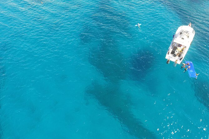 Waikiki, Hawaii: Turtle Canyon Snorkel Excursion - Snorkeling with turtles and reef fish