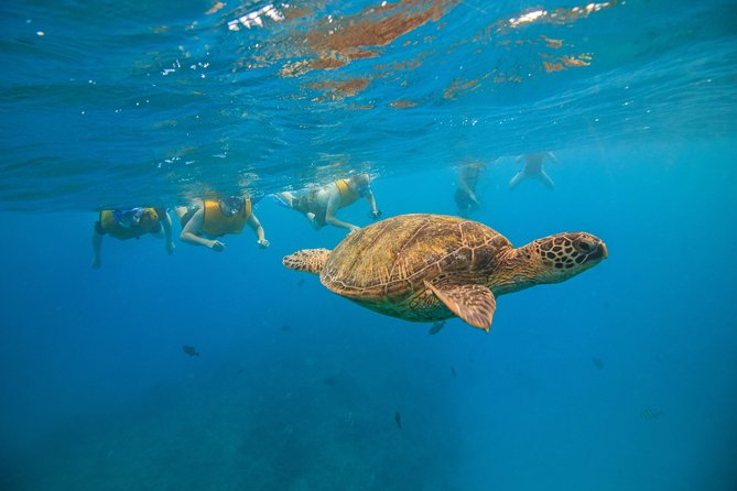 Waikiki, Hawaii: Turtle Canyon Snorkel Excursion - What the $79.21 price really buys