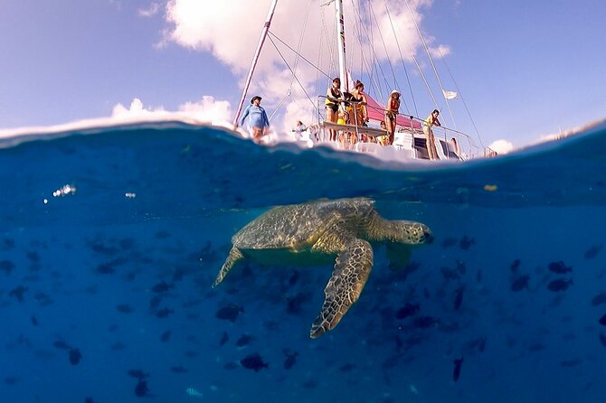 Waikiki: Turtle Canyon Snorkel - Setting out from Pink Sails Waikiki