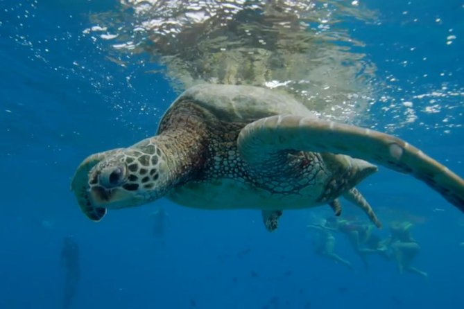 Waikiki: Turtle Canyon Snorkel - Food, water, and what to pack