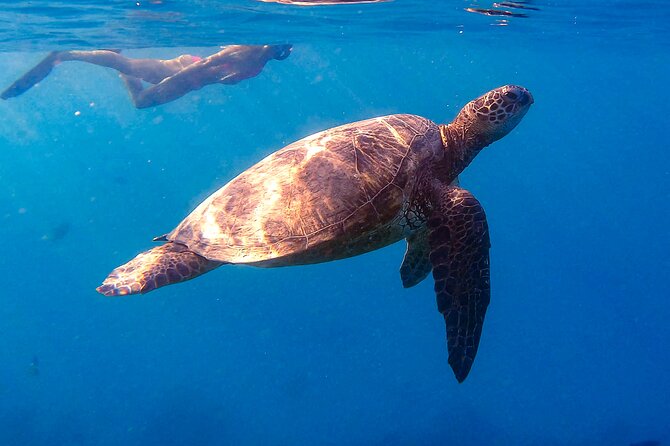 Waikiki Turtle Canyon Snorkel: Turtles Guaranteed - About 45 to 50 minutes in the water