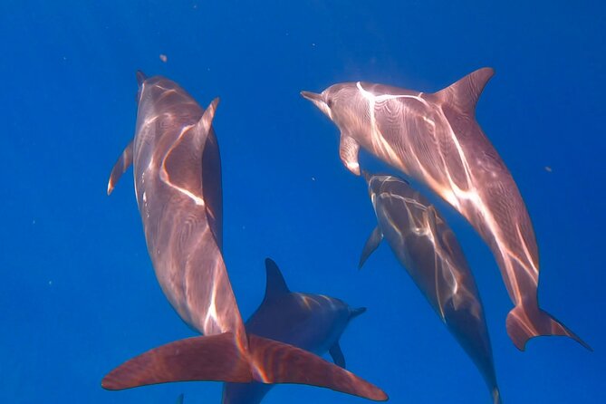 Waikiki Turtle Canyon Snorkel: Turtles Guaranteed - The boat ride and Diamond Head views