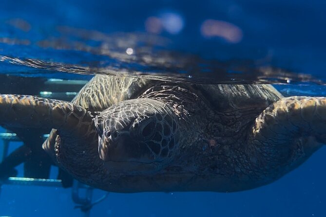Waikiki Turtle Canyon Snorkel: Turtles Guaranteed - What the crew does well