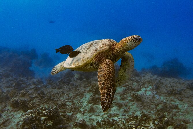 Waikiki Turtle Canyon Snorkel: Turtles Guaranteed - Crowds, timing, and the real feel of the reef