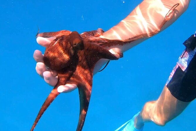 Waikiki Turtle Canyon Snorkel: Turtles Guaranteed - Price and what you get for $81.40