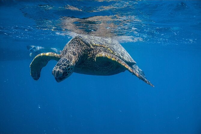 Waikiki Turtle Canyon Snorkel: Turtles Guaranteed - Why Turtle Canyon attracts so many turtles