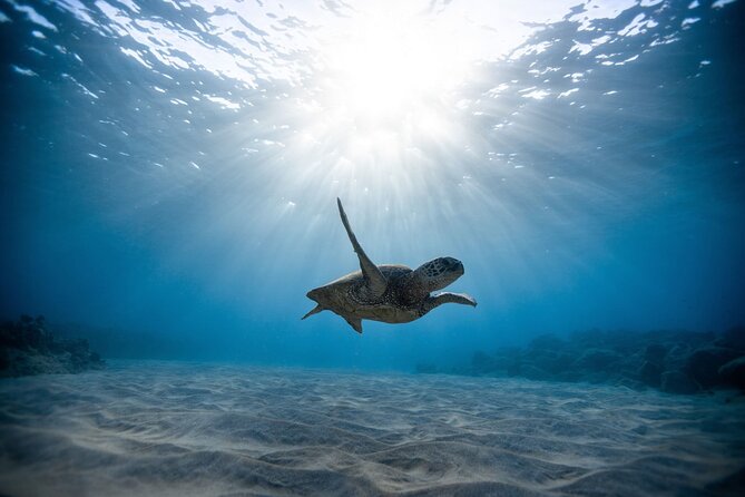 Waikiki: Turtle Canyon Snorkel - What the Turtle Canyon stop is really like