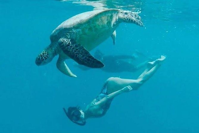 Waikiki Turtle Snorkel and Sail on Hawea Catamaran - What you see at Turtle Canyon