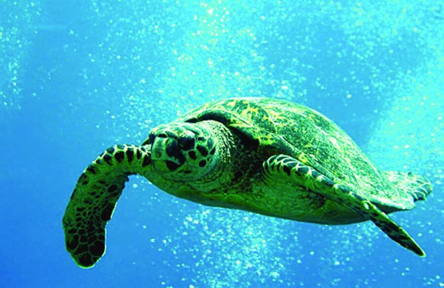 Waikoloa Catamaran Snorkel & Sail Adventure with Lunch - Key points to know before you book