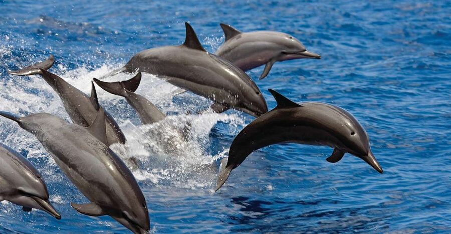 Waikoloa Catamaran Snorkel & Sail Adventure with Lunch - Lunch, drinks, and an easy ride back