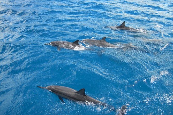 Waikoloa Catamaran Snorkel Sail Including Lunch - Key points to know before booking
