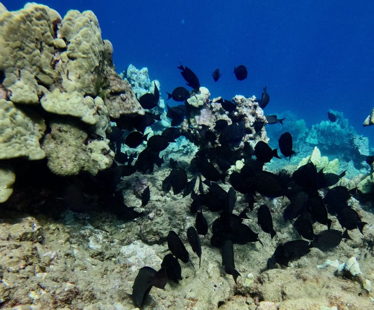 Wailea Beach: Snorkeling for Non-Swimmers Guided Tour - Parking, timing, and cancellation details