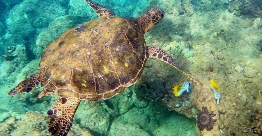 Wailea Beach: Snorkeling for Non-Swimmers Guided Tour - Why this tour works for first-time snorkelers
