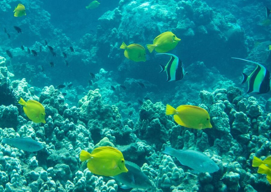 Wailea Beach: Snorkeling for Non-Swimmers Guided Tour - From shallow water to 10 to 20 feet