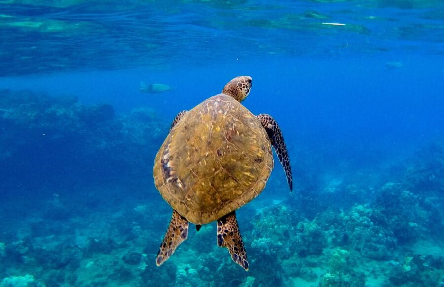 Wailea Beach: Snorkeling for Non-Swimmers Guided Tour - Looking for turtles at the local reef