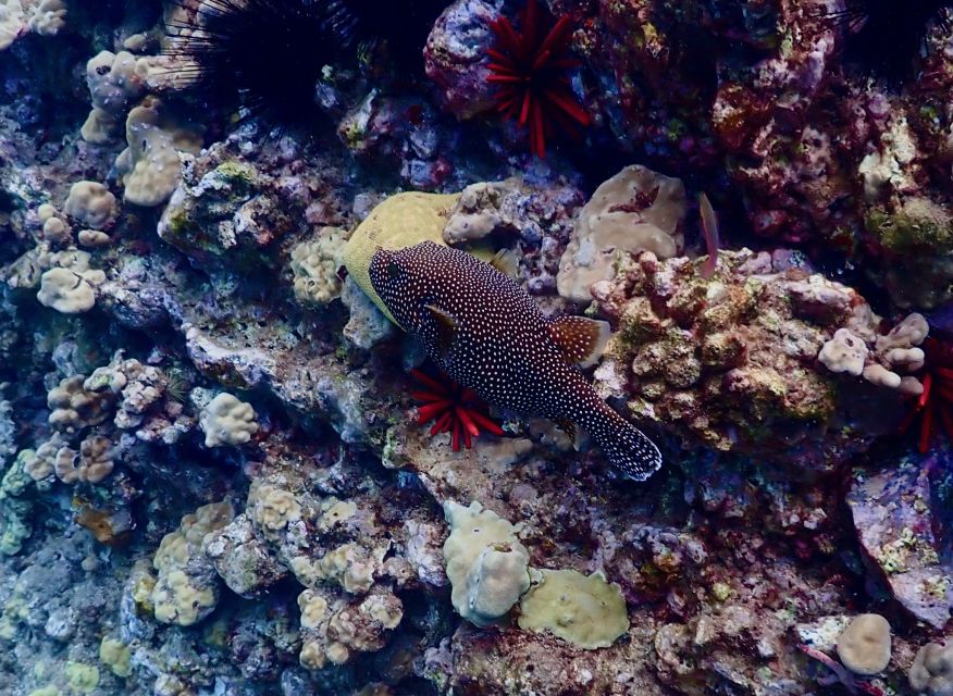 Wailea Beach: Snorkeling for Non-Swimmers Guided Tour - Who should book, and who should skip it