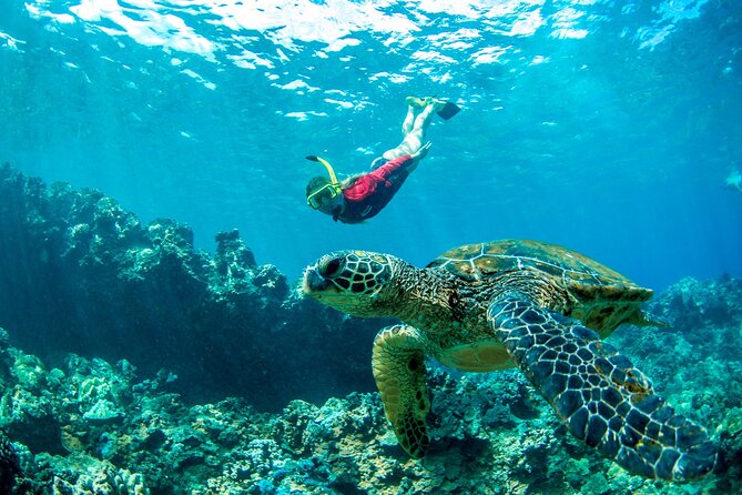 West Maui Afternoon Snorkel from Ka’anapali Beach - What the snorkeling is like