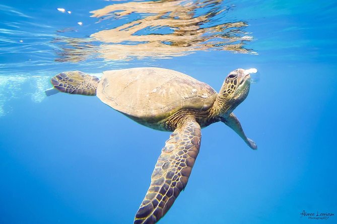 West Maui Afternoon Snorkel from Ka’anapali Beach - Who should book this cruise