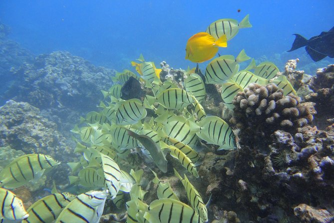 West Maui Snorkeling Experience by Boat from Ka'anapali - Why the small boat changes the snorkeling day
