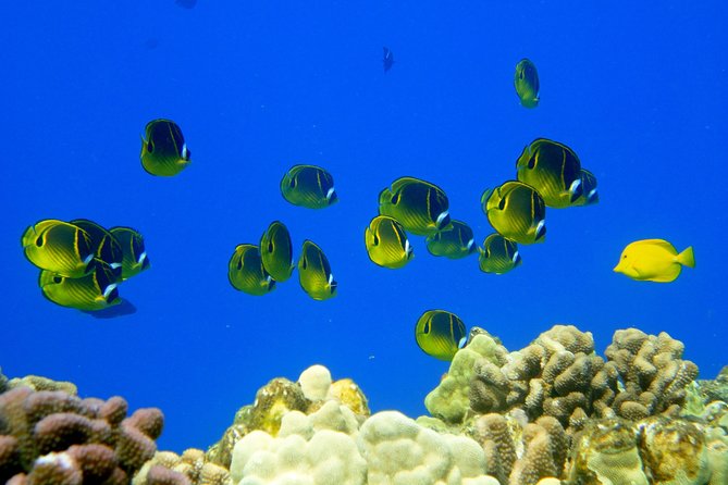 West Maui Snorkeling Experience by Boat from Ka'anapali - Breakfast, banana bread, and a proper boat lunch