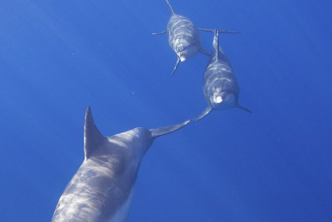 West Oahu Dolphin Watch and Snorkel Sail with Lunch - Dolphin watching with a conservation rule